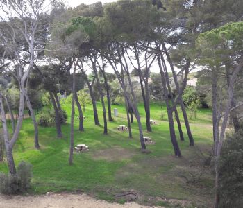 pinede